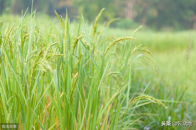 果樹(shù)之間套種水稻，打造“果 稻”新思路，糧食增產(chǎn)、農(nóng)戶增收