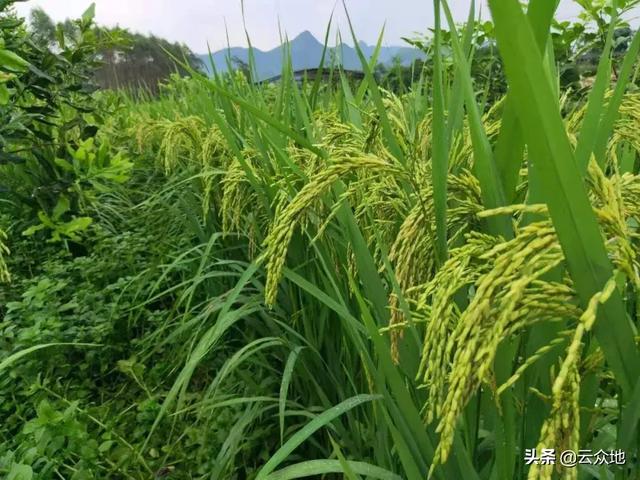 果樹(shù)之間套種水稻，打造“果 稻”新思路，糧食增產(chǎn)、農(nóng)戶增收