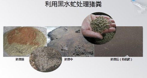 養(yǎng)殖場糞便處理新技術案例：黑水虻處理豬糞方案