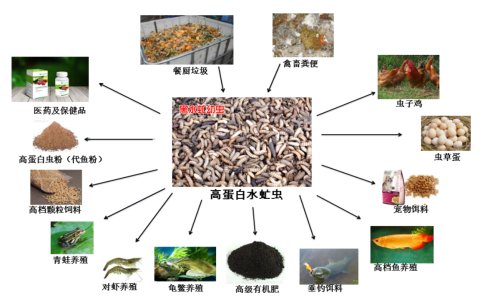 養(yǎng)殖場糞便處理新技術案例：黑水虻處理豬糞方案