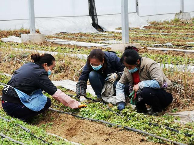 出不去，就在家搞好春耕！安順農(nóng)業(yè)部門(mén)協(xié)調(diào)支持各地返鄉(xiāng)農(nóng)民工紛紛在當(dāng)?shù)貏?wù)工