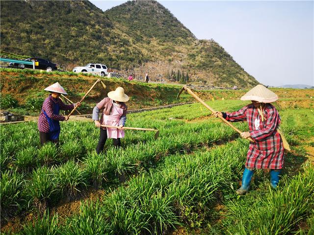 出不去，就在家搞好春耕！安順農(nóng)業(yè)部門(mén)協(xié)調(diào)支持各地返鄉(xiāng)農(nóng)民工紛紛在當(dāng)?shù)貏?wù)工