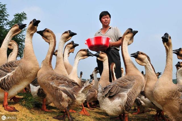 生態(tài)養(yǎng)鵝的方式，不僅讓品質(zhì)更好，而且收益也會大大提高