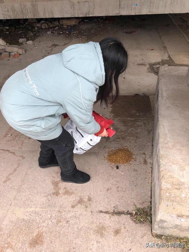 武漢封城杳無人煙，網(wǎng)友卻哭著說：一大群生物正靜悄悄來到大街上