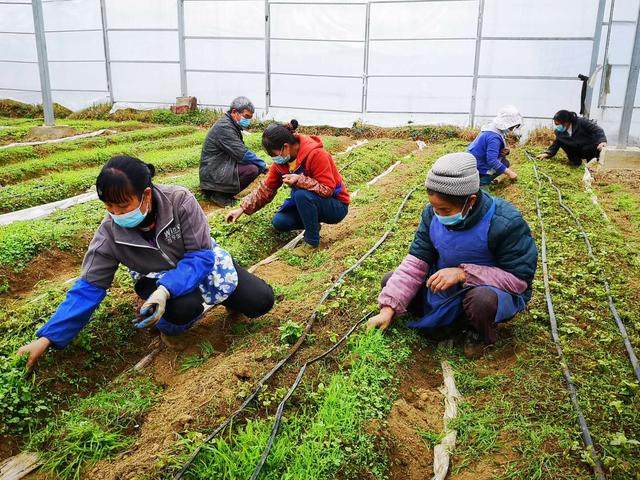 出不去，就在家搞好春耕！安順農(nóng)業(yè)部門(mén)協(xié)調(diào)支持各地返鄉(xiāng)農(nóng)民工紛紛在當(dāng)?shù)貏?wù)工