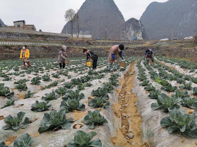 出不去，就在家搞好春耕！安順農(nóng)業(yè)部門(mén)協(xié)調(diào)支持各地返鄉(xiāng)農(nóng)民工紛紛在當(dāng)?shù)貏?wù)工