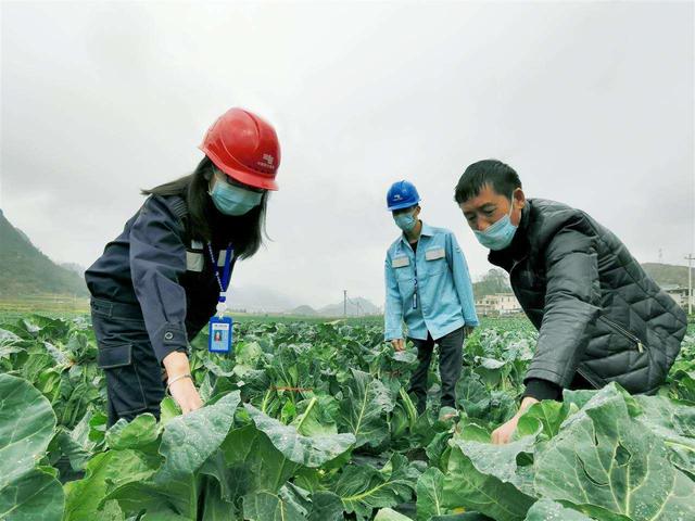 出不去，就在家搞好春耕！安順農(nóng)業(yè)部門(mén)協(xié)調(diào)支持各地返鄉(xiāng)農(nóng)民工紛紛在當(dāng)?shù)貏?wù)工