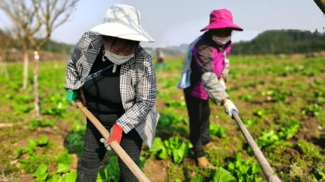 出不去，就在家搞好春耕！安順農(nóng)業(yè)部門協(xié)調支持各地返鄉(xiāng)農(nóng)民工紛紛在當?shù)貏展? width=