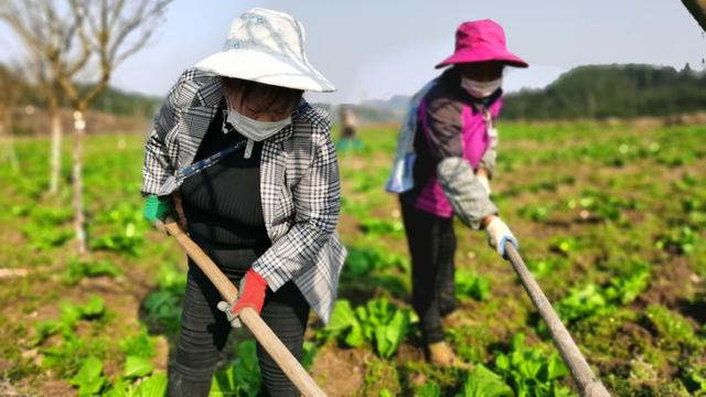 出不去，就在家搞好春耕！安順農(nóng)業(yè)部門(mén)協(xié)調(diào)支持各地返鄉(xiāng)農(nóng)民工紛紛在當(dāng)?shù)貏?wù)工