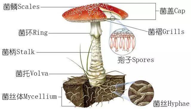 科普研學(xué)知識(shí)：說(shuō)說(shuō)各種常見(jiàn)食用菌（蘑菇）