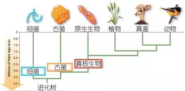 科普研學(xué)知識(shí)：說(shuō)說(shuō)各種常見(jiàn)食用菌（蘑菇）