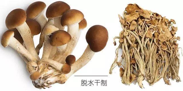 科普研學(xué)知識(shí)：說(shuō)說(shuō)各種常見(jiàn)食用菌（蘑菇）