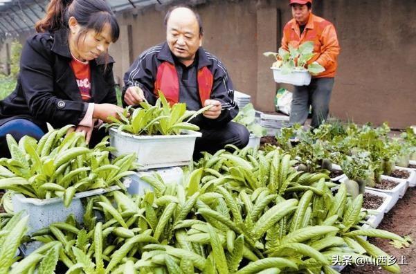 山西農(nóng)民別樣方法種植蔬菜，一年收益近10萬，看看是如何做的？