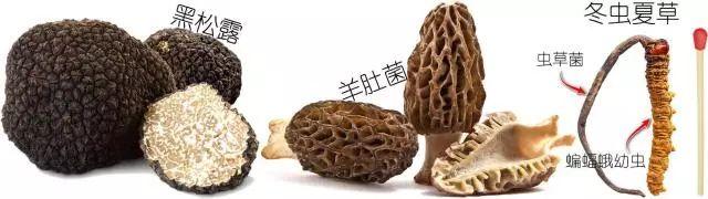 科普研學(xué)知識(shí)：說(shuō)說(shuō)各種常見(jiàn)食用菌（蘑菇）