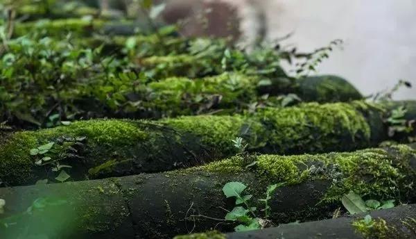 打造一處超俗脫塵的苔蘚庭院，順其自然，不爭不搶，平淡靜默