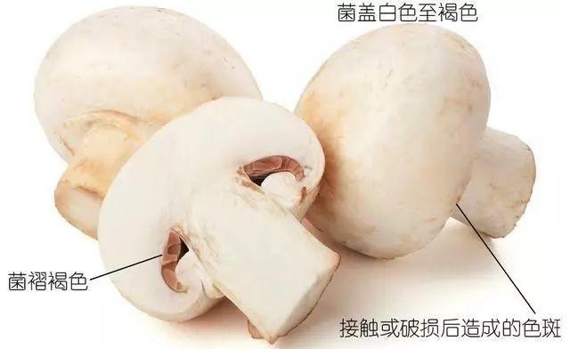 科普研學(xué)知識(shí)：說(shuō)說(shuō)各種常見(jiàn)食用菌（蘑菇）