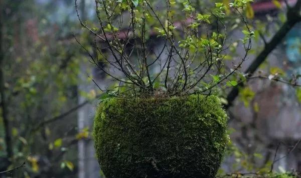 打造一處超俗脫塵的苔蘚庭院，順其自然，不爭不搶，平淡靜默