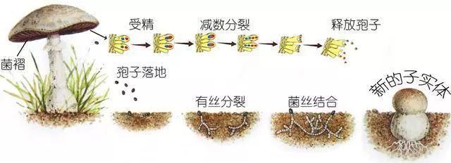 科普研學(xué)知識(shí)：說(shuō)說(shuō)各種常見(jiàn)食用菌（蘑菇）