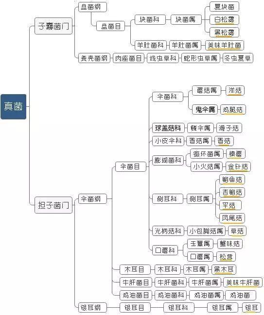 科普研學(xué)知識(shí)：說(shuō)說(shuō)各種常見(jiàn)食用菌（蘑菇）