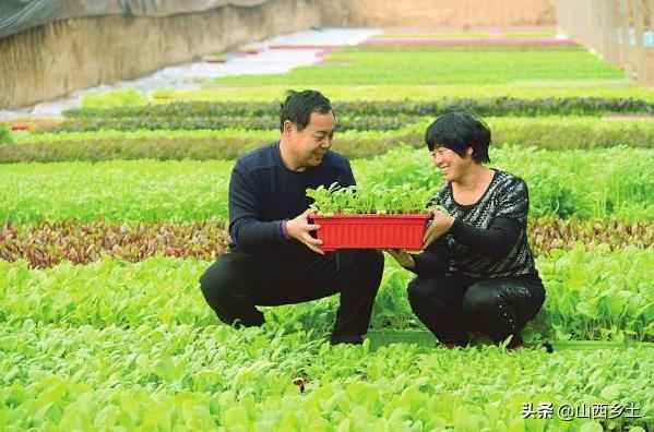 山西農(nóng)民別樣方法種植蔬菜，一年收益近10萬，看看是如何做的？