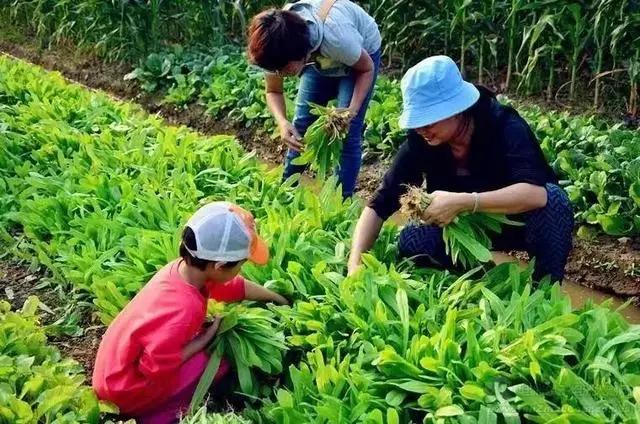 菜吧：日本中央政府重點(diǎn)表彰：Myfarm的共享模式，是怎么運(yùn)營的？