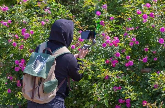 百萬斤桑葚免費吃！安徽六安最大的免費觀光園，花海正花期