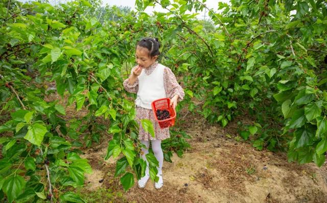 百萬斤桑葚免費吃！安徽六安最大的免費觀光園，花海正花期