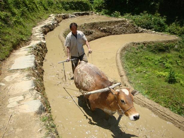 農(nóng)民老倌的耕種人生