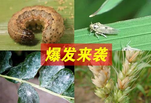 農(nóng)業(yè)部：2020年農(nóng)業(yè)災(zāi)年氣象災(zāi)害、倒春寒、病蟲害偏重，預(yù)計(jì)減產(chǎn)