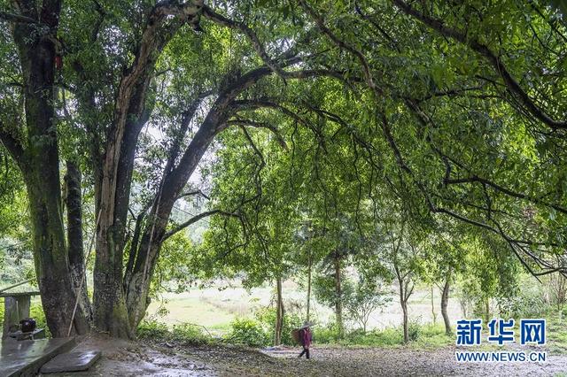 湖北咸豐蠻臺子：隱藏在大山深處的土家寨子