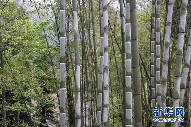 湖北咸豐蠻臺子：隱藏在大山深處的土家寨子