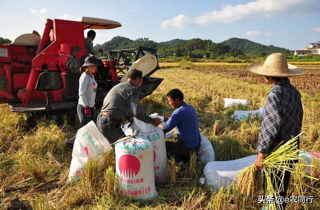 為何農(nóng)民大多改種一季糧食，不種多季糧食？