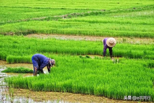 大中小學(xué)校勞動教育落地有章可循，如何多方共同營造勞動教育氛圍？