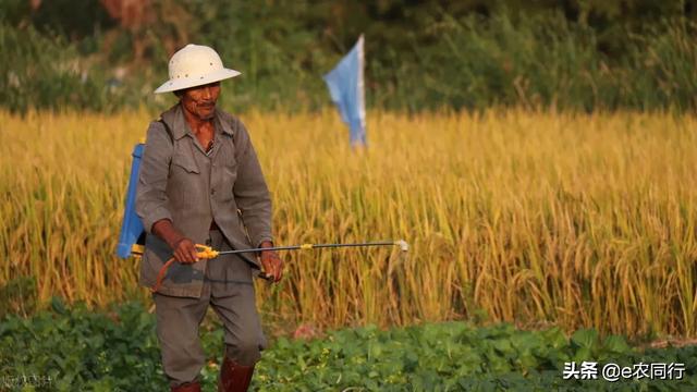 為何農(nóng)民大多改種一季糧食，不種多季糧食？