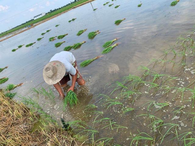 荊楚多地與江西南昌縣：開(kāi)展農(nóng)業(yè)生產(chǎn)自救，盡快恢復(fù)農(nóng)業(yè)生產(chǎn)