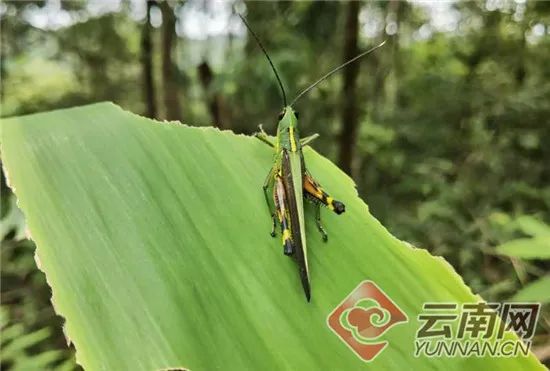 全力滅蟲，云南打響蝗災阻擊戰(zhàn),波及農田林地13.5萬畝