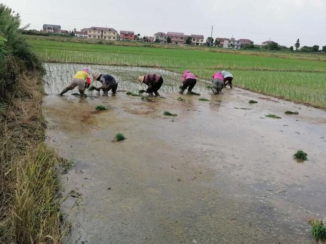 陜西一村一品休閑農(nóng)業(yè)云培訓(xùn)啟動(dòng)，湖北洪湖市全力保糧安