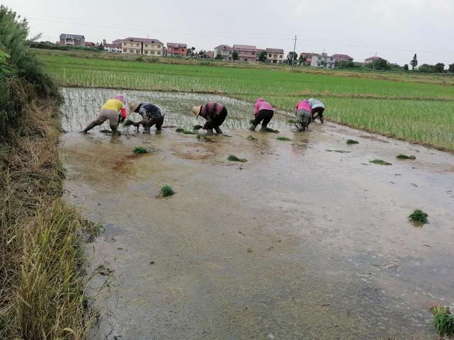 荊楚多地與江西南昌縣：開(kāi)展農(nóng)業(yè)生產(chǎn)自救，盡快恢復(fù)農(nóng)業(yè)生產(chǎn)