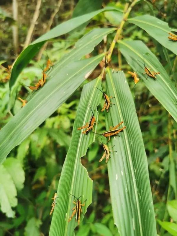 全力滅蟲，云南打響蝗災阻擊戰(zhàn),波及農田林地13.5萬畝