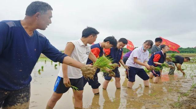 威海市文登區(qū)宋村中學開展插秧勞動實踐活動