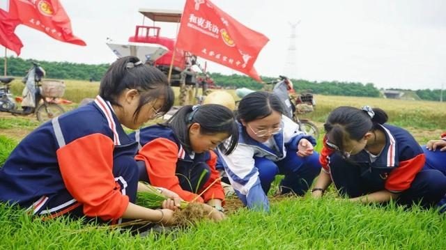 食品安全科普：為什么一般學(xué)校的學(xué)生餐禁止使用韭菜？