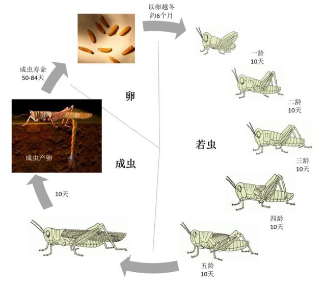 警惕！境外大批蝗群入侵我云南邊境，態(tài)勢嚴(yán)峻