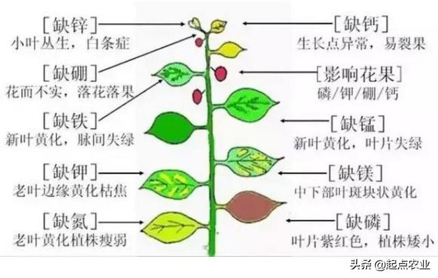 農(nóng)業(yè)科普研學(xué)：肥料有哪些種類？有什么用途和特征？