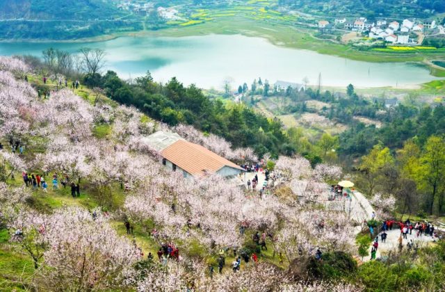 休閑采摘園的規(guī)劃設(shè)計(jì)案例，山地采摘果園規(guī)劃布置