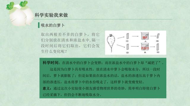 “走進(jìn)鄉(xiāng)村系列：白蘿卜主題研學(xué)活動(dòng)課件