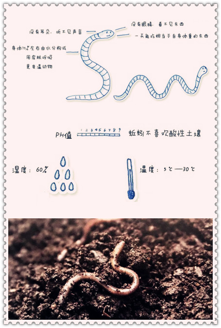 校園研學農場：用廚余垃圾制蚯蚓堆肥，用蚯蚓有機肥種草莓