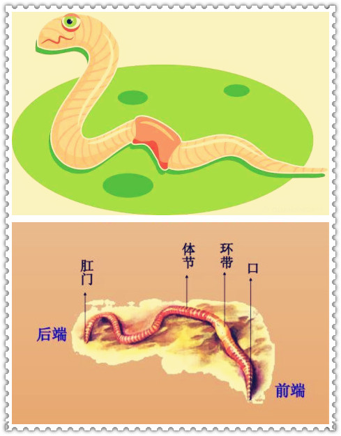 校園研學農場：用廚余垃圾制蚯蚓堆肥，用蚯蚓有機肥種草莓