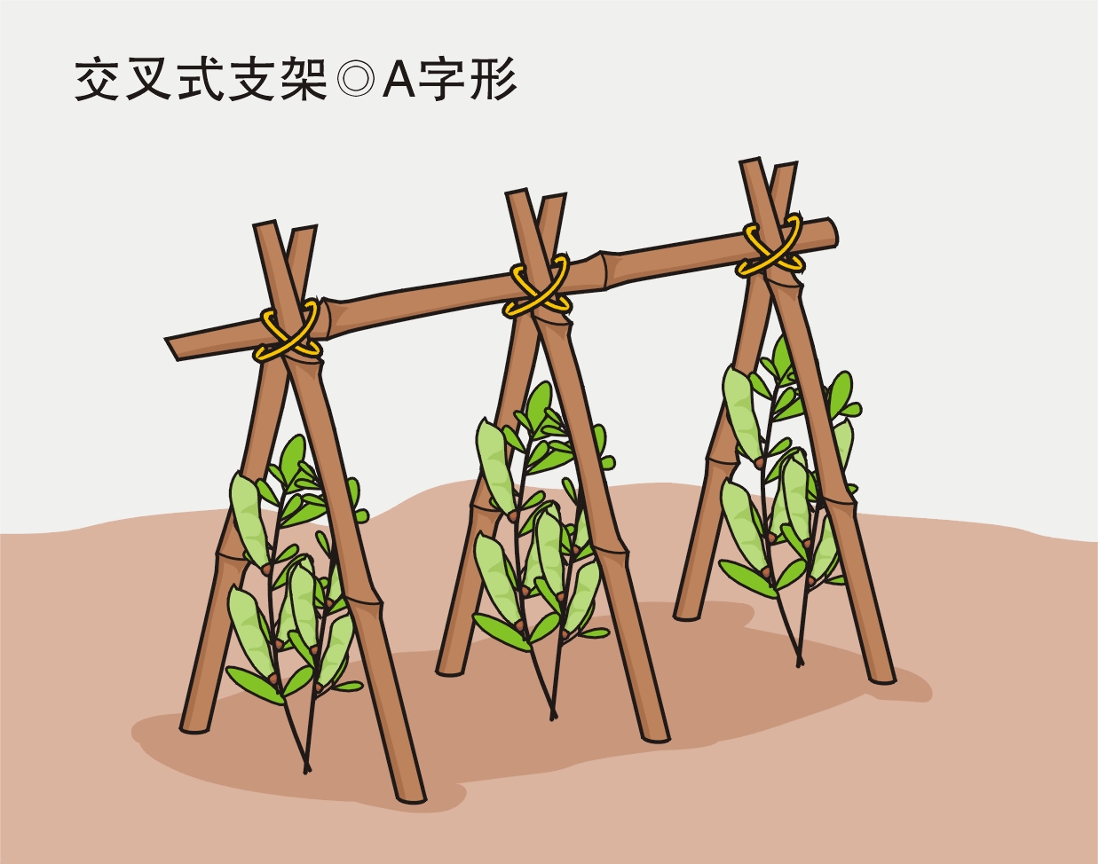 農(nóng)業(yè)勞動(dòng)實(shí)踐活動(dòng)：給喜歡爬藤的蔬菜作物搭立生長支架？