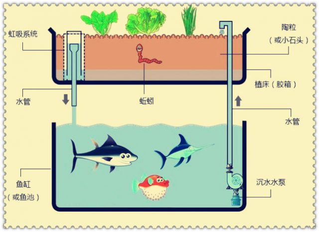 生態(tài)循環(huán)農(nóng)業(yè)研學(xué)課程：搭建一套“魚菜共生”生態(tài)系統(tǒng)