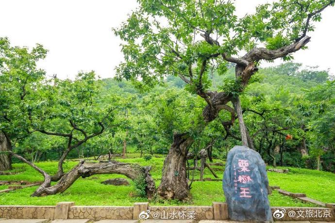 中國國際花生年會在山東文登召開，懷柔區(qū)第八屆長城板栗文化即將開幕